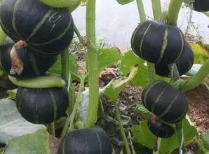 栗子蓝瓜怎么吃,探索美味新吃法