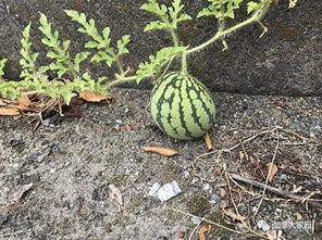 网红吃瓜地址,一场视觉与味蕾的双重盛宴