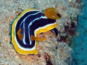 海兔吃瓜,探索海洋生物的独特饮食习惯