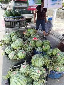 榆林人正月吃瓜事件,传统习俗中的“吃瓜”现象揭秘