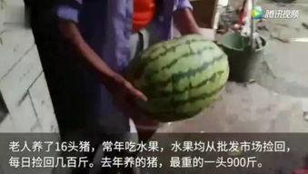 吃瓜吧完整,揭秘娱乐圈幕后故事，带你走进明星真实生活