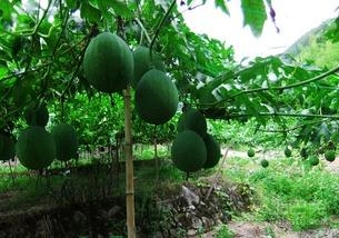 直播吃吊瓜,吊瓜美食盛宴，带你领略田园风味
