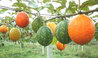 吊瓜孕妇可吃,营养美味两不误