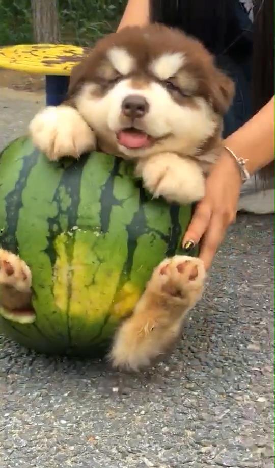 吃瓜看狗狗,揭秘宠物界的趣味瞬间