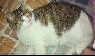 太阳猫吃瓜群众,吃瓜群众的奇幻冒险之旅