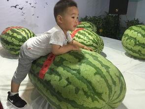 长春吃瓜事件,一场网络热议背后的真相与反思