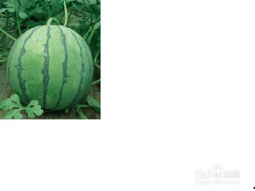 春城大观吃瓜事件,一场网络狂欢背后的真相揭秘