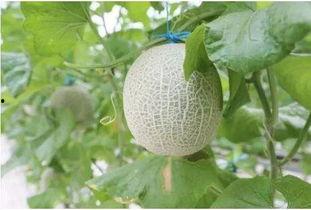 吃地蜜瓜有什么,探寻地蜜瓜的独特魅力