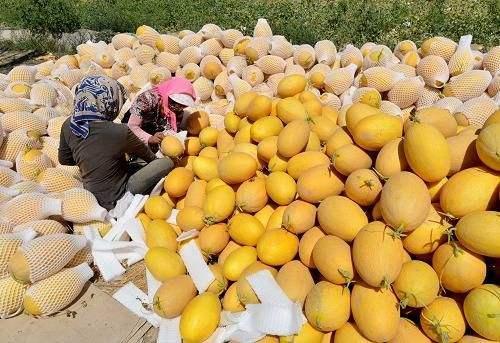 吃哈密瓜冒汗,甜蜜解暑，汗流浃背的清凉体验