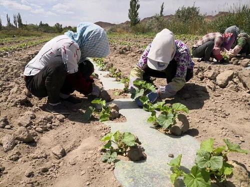 施家园吃瓜事件,一场引发热议的社区风波