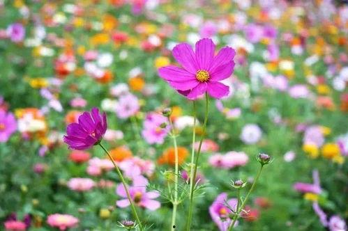 镜面花海 吃瓜,梦幻田园风光无限