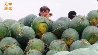 现场拍摄原片素材吃瓜,吃瓜群众围观大事件