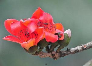 吃瓜的木棉花,吃瓜群众视角下的木棉花奇遇记