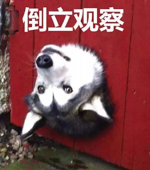 吃瓜狗表情包,网络时代的幽默风向标