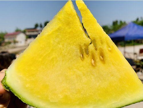 吃瓜备用路线,轻松应对突发状况的应急攻略