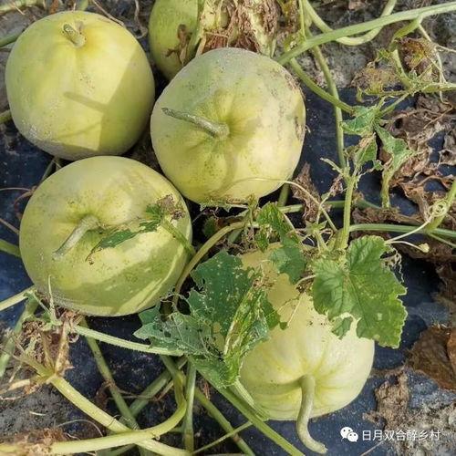 电话瓜怎么吃,解锁美味新境界