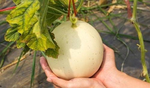 疼痛可以吃毛瓜吗